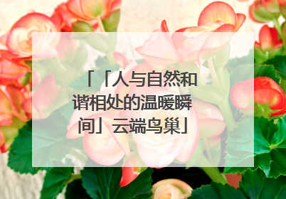「人与自然和谐相处的温暖瞬间」云端鸟巢