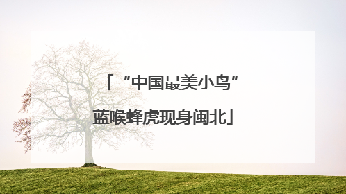 “中国最美小鸟”蓝喉蜂虎现身闽北