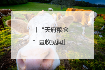“天府粮仓”夏收见闻