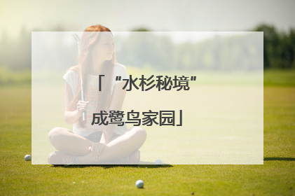 “水杉秘境”成鹭鸟家园