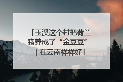 玉溪这个村把荷兰猪养成了“金豆豆”｜在云南样样好