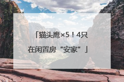猫头鹰×5！4只在闲置房“安家”