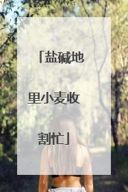 盐碱地里小麦收割忙
