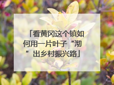 看黄冈这个镇如何用一片叶子“沏”出乡村振兴路
