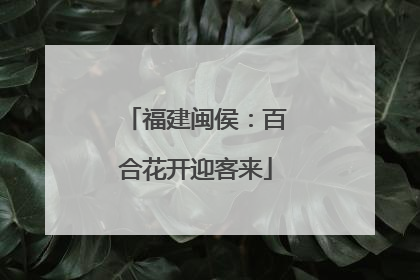 福建闽侯：百合花开迎客来