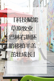 科技赋能草原牧业 巴林右旗胚胎移植羊羔茁壮成长