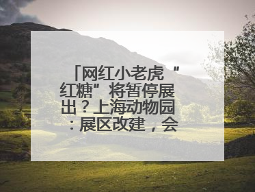 网红小老虎“红糖”将暂停展出？上海动物园：展区改建，会安排展出计划