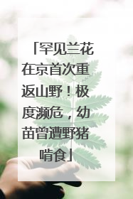 罕见兰花在京首次重返山野！极度濒危，幼苗曾遭野猪啃食