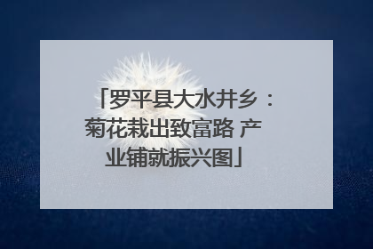 罗平县大水井乡：菊花栽出致富路 产业铺就振兴图