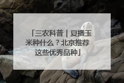 三农科普｜夏播玉米种什么？北京推荐这些优秀品种