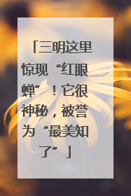 三明这里惊现“红眼蝉”！它很神秘，被誉为“最美知了”