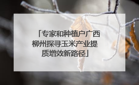 专家和种植户广西柳州探寻玉米产业提质增效新路径