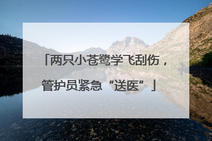 两只小苍鹭学飞刮伤，管护员紧急“送医”