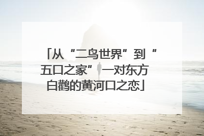 从“二鸟世界”到“五口之家” 一对东方白鹳的黄河口之恋
