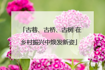 古巷、古桥、古树 在乡村振兴中焕发新姿