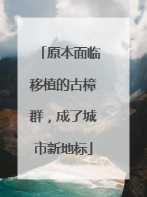 原本面临移植的古樟群，成了城市新地标