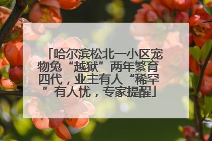 哈尔滨松北一小区宠物兔“越狱”两年繁育四代，业主有人“稀罕”有人忧，专家提醒
