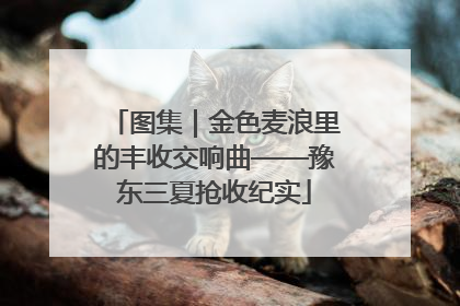 图集｜金色麦浪里的丰收交响曲——豫东三夏抢收纪实