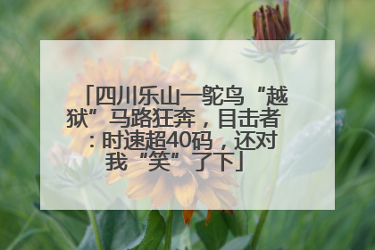 四川乐山一鸵鸟“越狱”马路狂奔，目击者：时速超40码，还对我“笑”了下