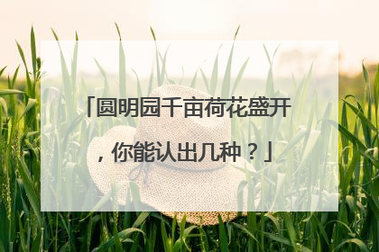 圆明园千亩荷花盛开，你能认出几种？