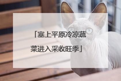 塞上平原冷凉蔬菜进入采收旺季