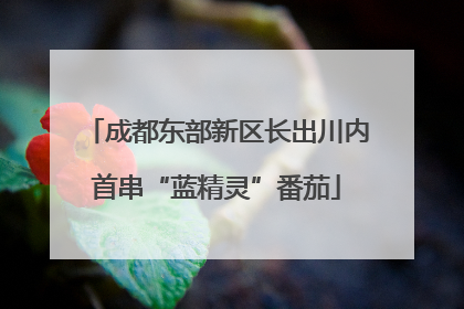 成都东部新区长出川内首串“蓝精灵”番茄