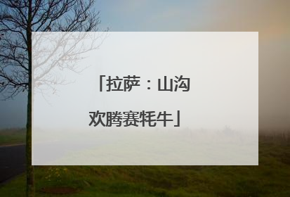 拉萨：山沟欢腾赛牦牛