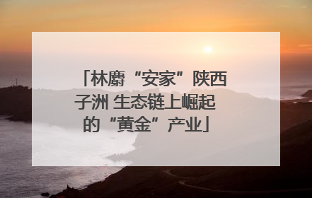 林麝“安家”陕西子洲 生态链上崛起的“黄金”产业