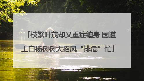枝繁叶茂却又重症缠身 国道上白杨树树大招风“排危”忙