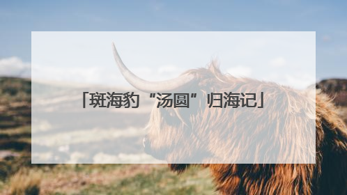 斑海豹“汤圆”归海记
