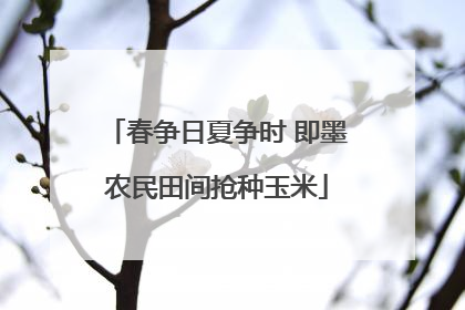 春争日夏争时 即墨农民田间抢种玉米