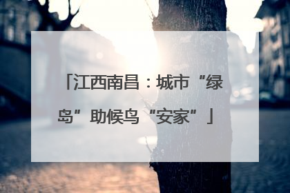 江西南昌：城市“绿岛”助候鸟“安家”