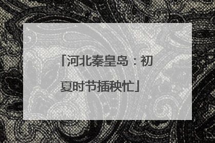 河北秦皇岛：初夏时节插秧忙