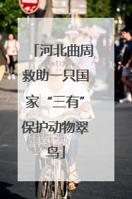 河北曲周救助一只国家“三有”保护动物翠鸟