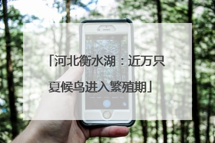 河北衡水湖：近万只夏候鸟进入繁殖期