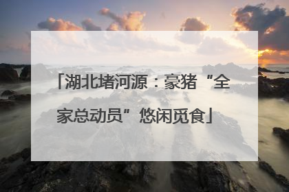 湖北堵河源：豪猪“全家总动员”悠闲觅食