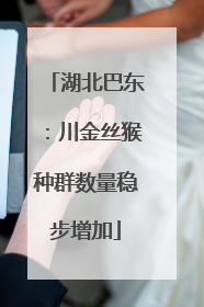 湖北巴东：川金丝猴种群数量稳步增加