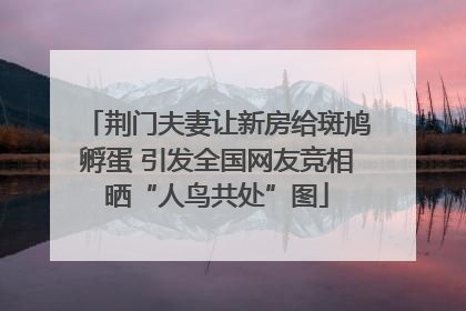 荆门夫妻让新房给斑鸠孵蛋 引发全国网友竞相晒“人鸟共处”图