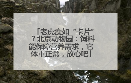 老虎瘦如“卡片”？北京动物园：饲料能保障营养需求，它体重正常，放心吧