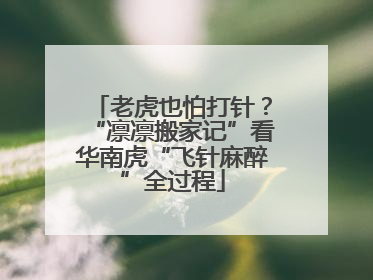 老虎也怕打针？“凛凛搬家记”看华南虎“飞针麻醉”全过程