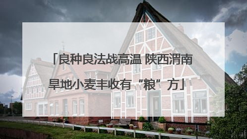 良种良法战高温 陕西渭南旱地小麦丰收有“粮”方