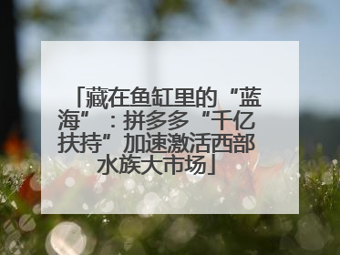 藏在鱼缸里的“蓝海”：拼多多“千亿扶持”加速激活西部水族大市场