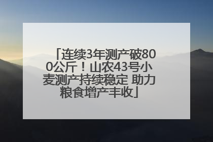 连续3年测产破800公斤！山农43号小麦测产持续稳定 助力粮食增产丰收