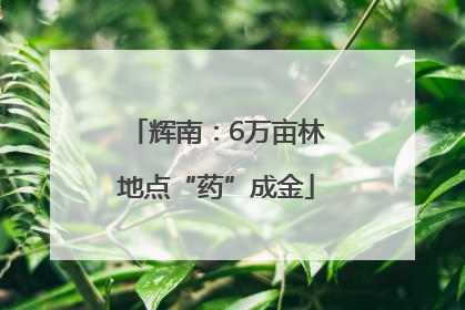 辉南：6万亩林地点“药”成金