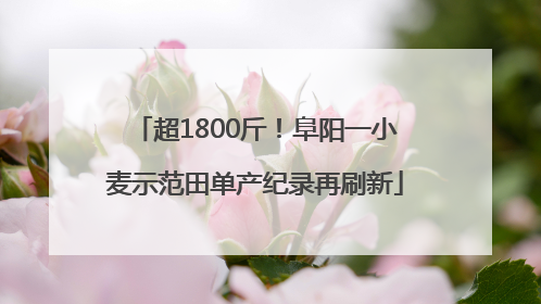 超1800斤！阜阳一小麦示范田单产纪录再刷新