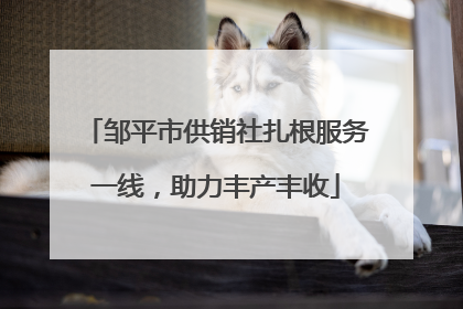 邹平市供销社扎根服务一线，助力丰产丰收