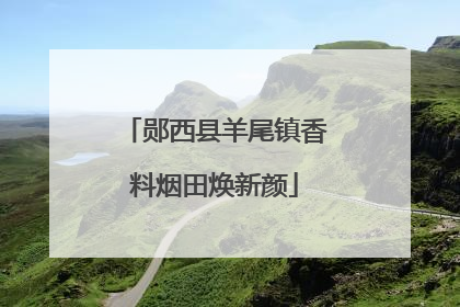 郧西县羊尾镇香料烟田焕新颜