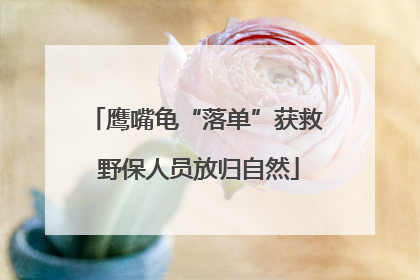 鹰嘴龟“落单”获救 野保人员放归自然