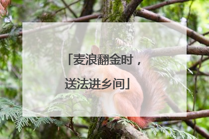 麦浪翻金时，送法进乡间