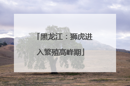 黑龙江：狮虎进入繁殖高峰期